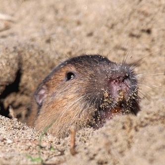 Sloth (USA-2) : I Like to Use Things for Their Unintended Purpose